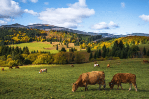cows in field with high performance cow feed