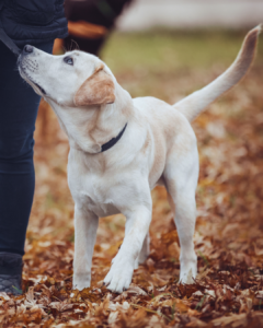 golden lab dog training