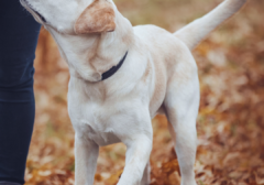 golden lab dog training